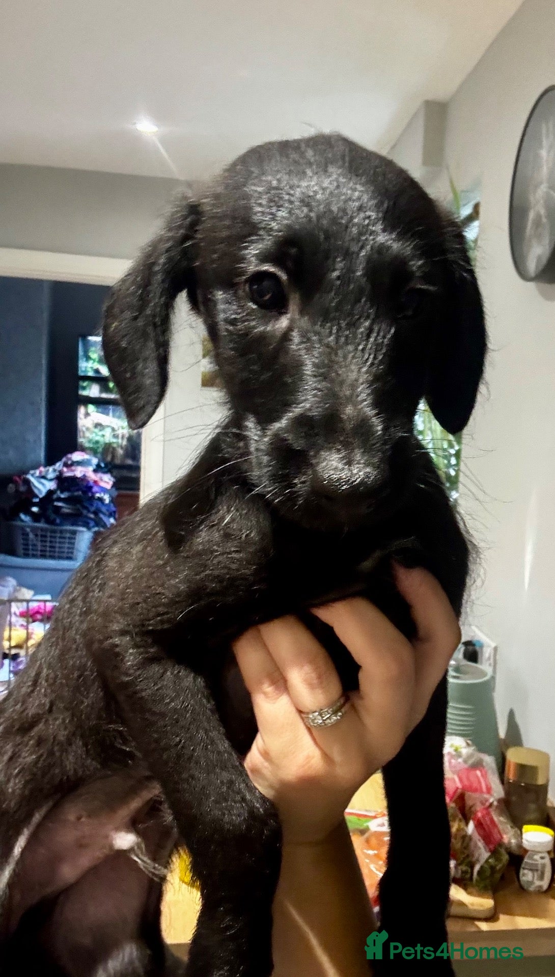 Mixed Breed dogs  Beautiful Whippet x Poodle puppies - Advert 2