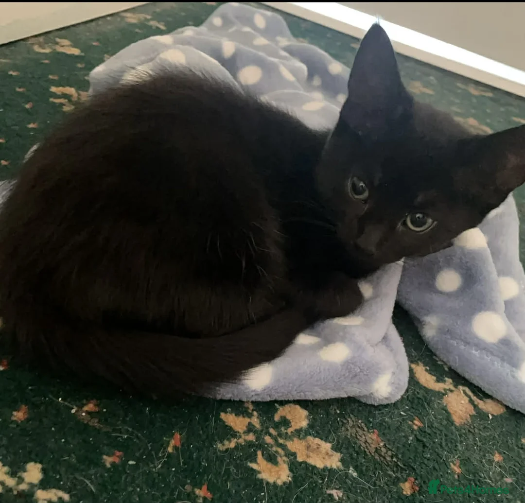 Mixed Breed cats for sale: 2 black cats sisters - Advert 2