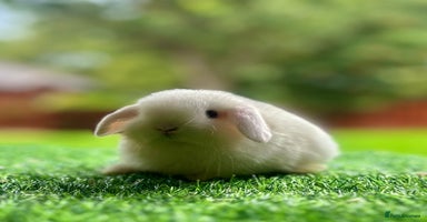 Mini Lop rabbits - Advert 2