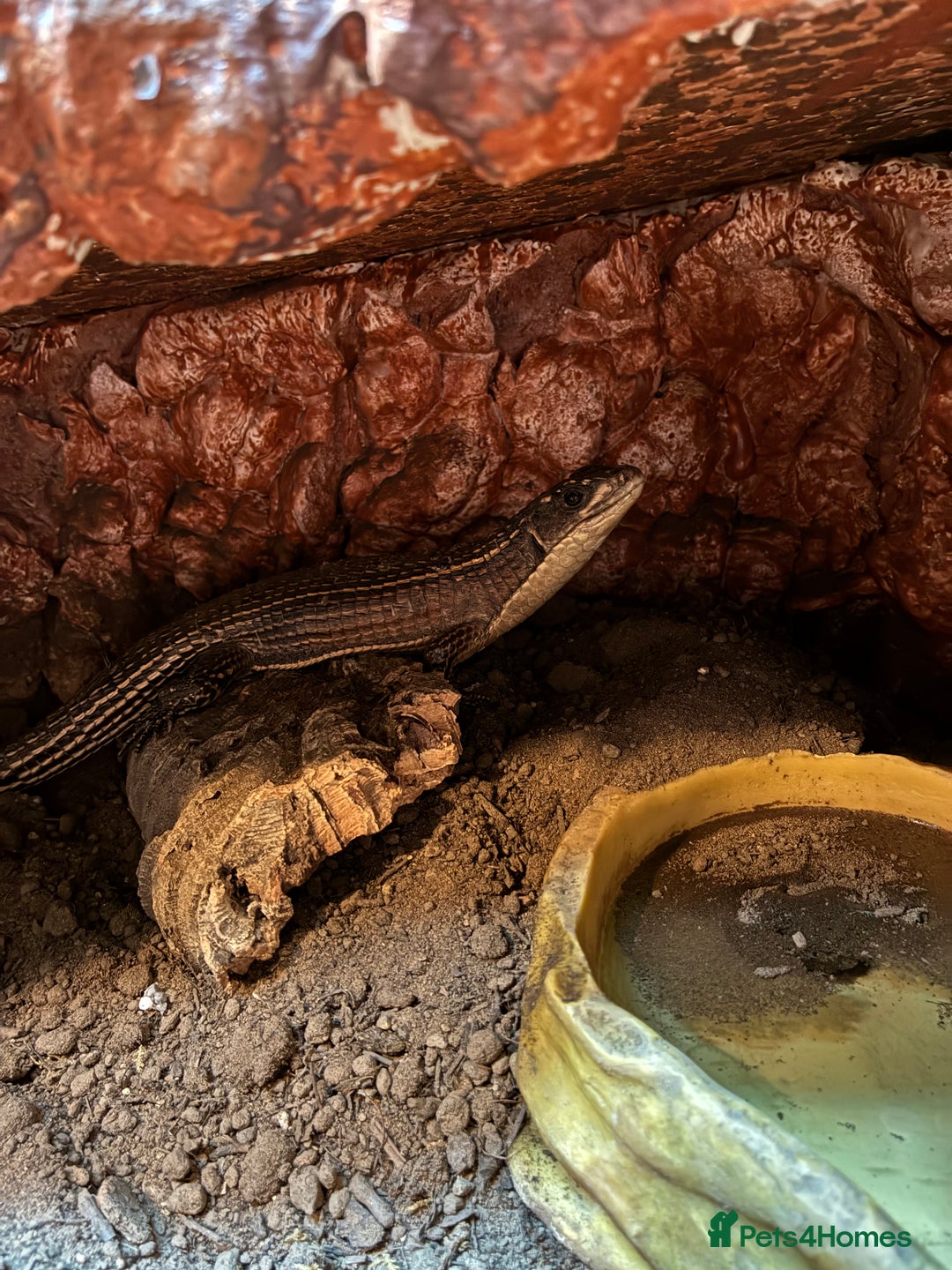 Lizard reptiles for sale: Pair of Sudan plated lizards - Advert 6