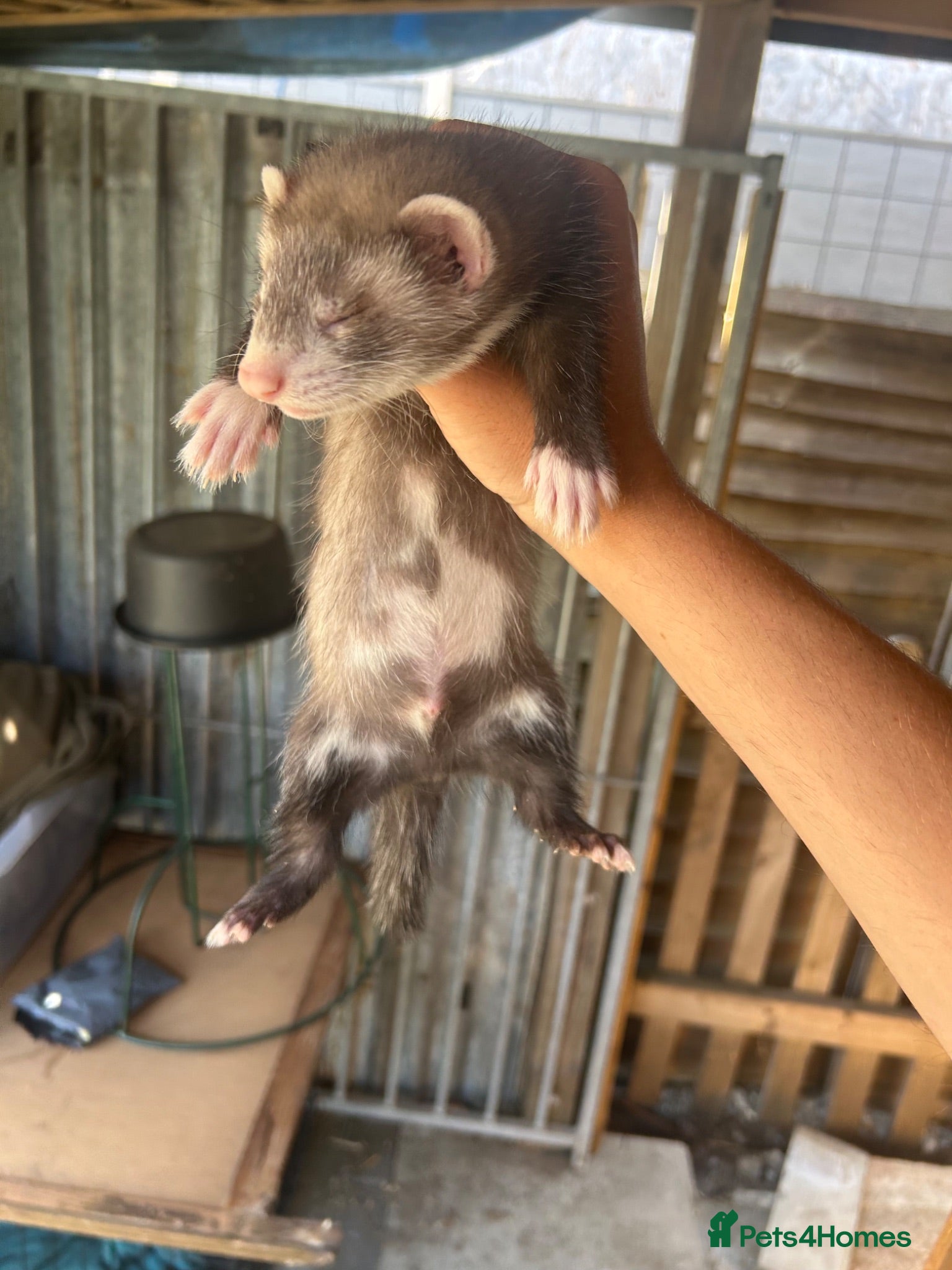 Ferret rodents 3 polecat hobs for sale  - Advert 2