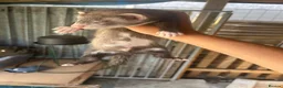 Ferret rodents for sale: 3 polecat hobs for sale  in Gravesend - Advert 2