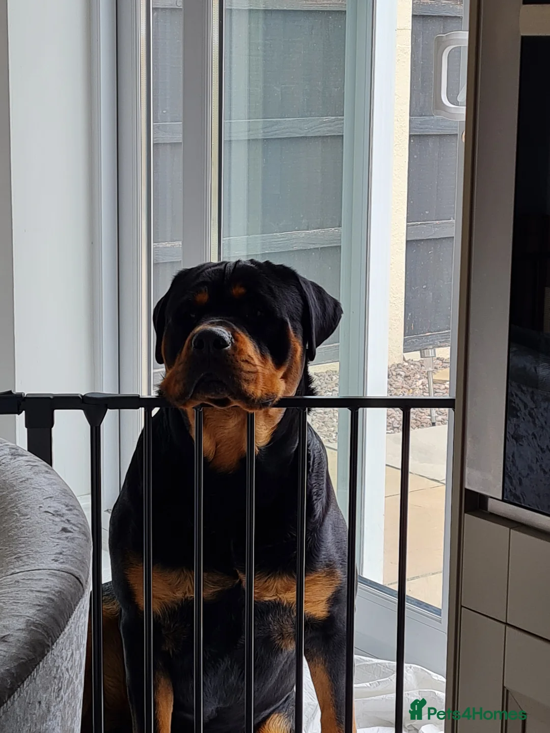 Rottweiler dogs for stud: Bruno the Rottweiler Stud Services in Wrexham - Advert 17