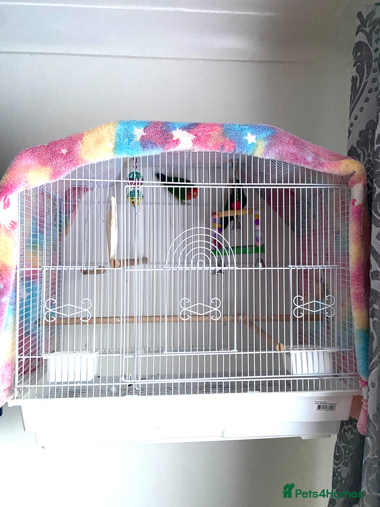 Lovebirds birds for sale: Beautiful Pair of Female Lovebirds for Sale! - Advert 6