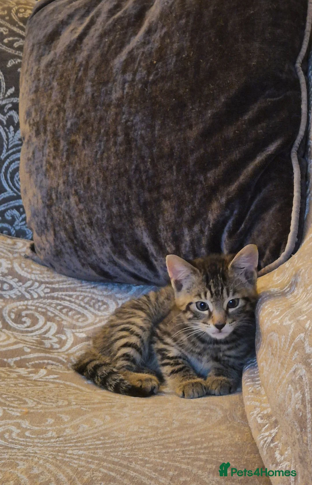 Mixed Breed cats for sale: Beautiful Female Kitten in Ledbury - Advert 2