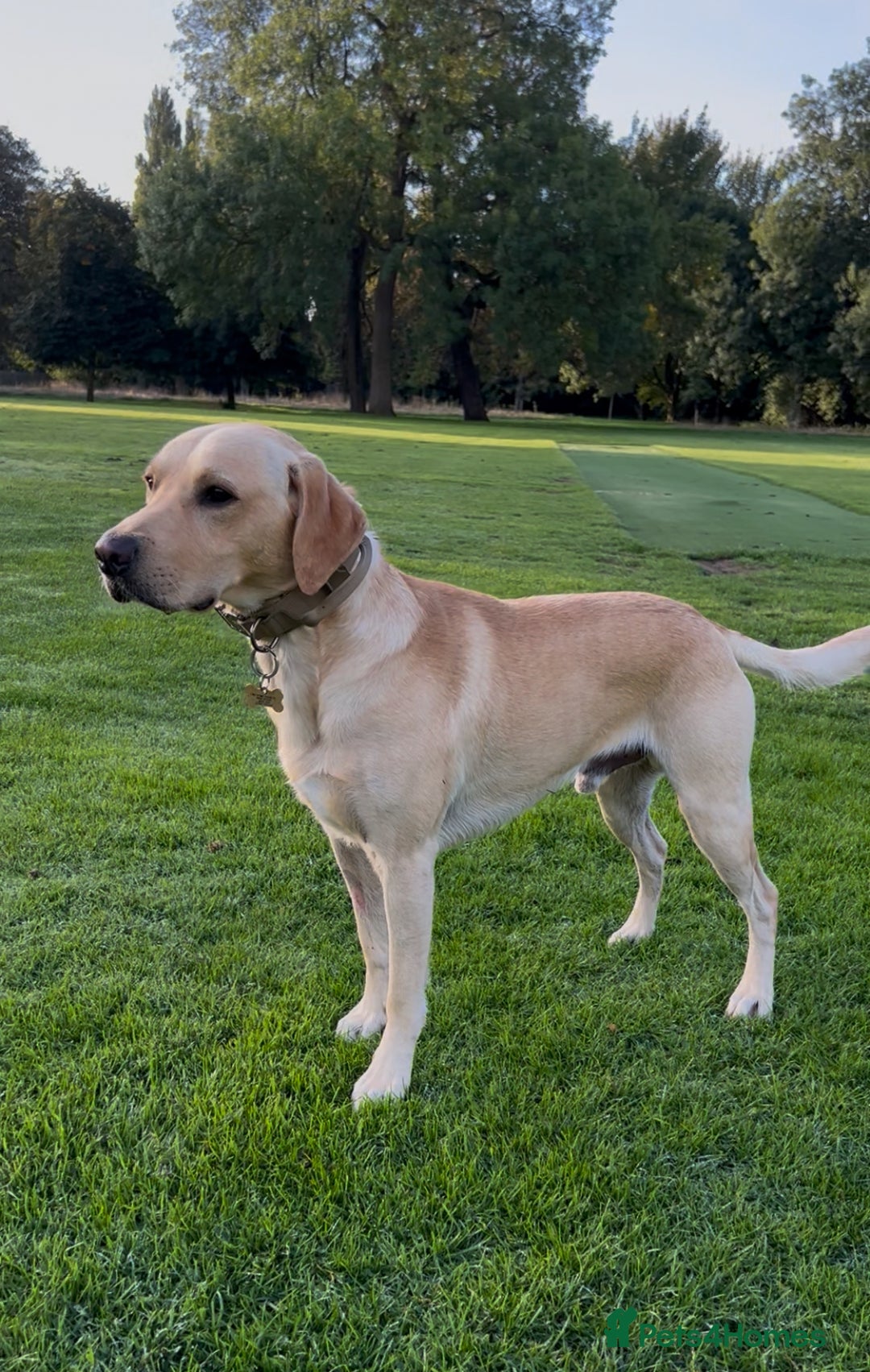 Labrador Retriever dogs for stud: Fifth generation pedigree, Labrador for stud  - Advert 3