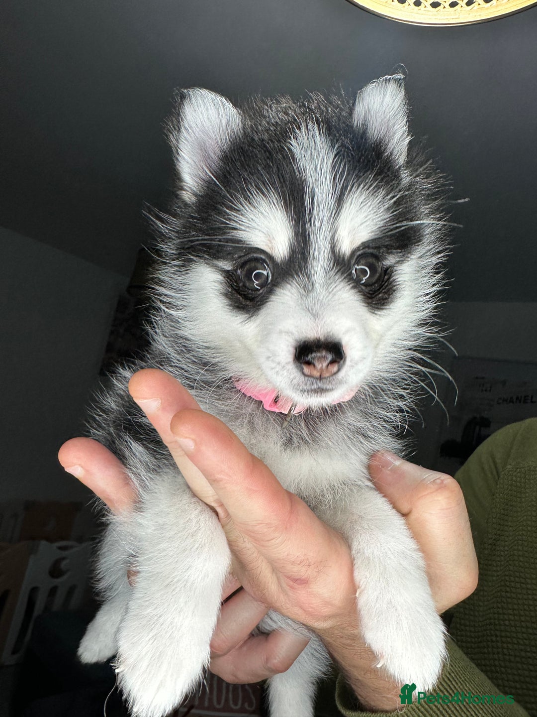 Pomsky dogs for sale: READY SMALL F4 POMSKY - Advert 14