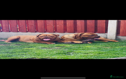 Dogue De Bordeaux dogs for sale: 6 stunning chunky Douge de Bordeux pups - Image 39