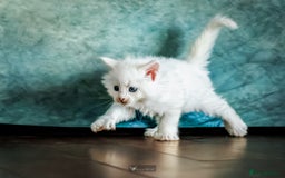 Maine Coon cats for sale: White Polydactyl boy / Russian import parents - Advert 8