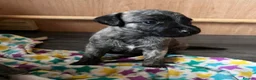 Mixed Breed dogs for sale: Bedlington whippets  - Advert 6