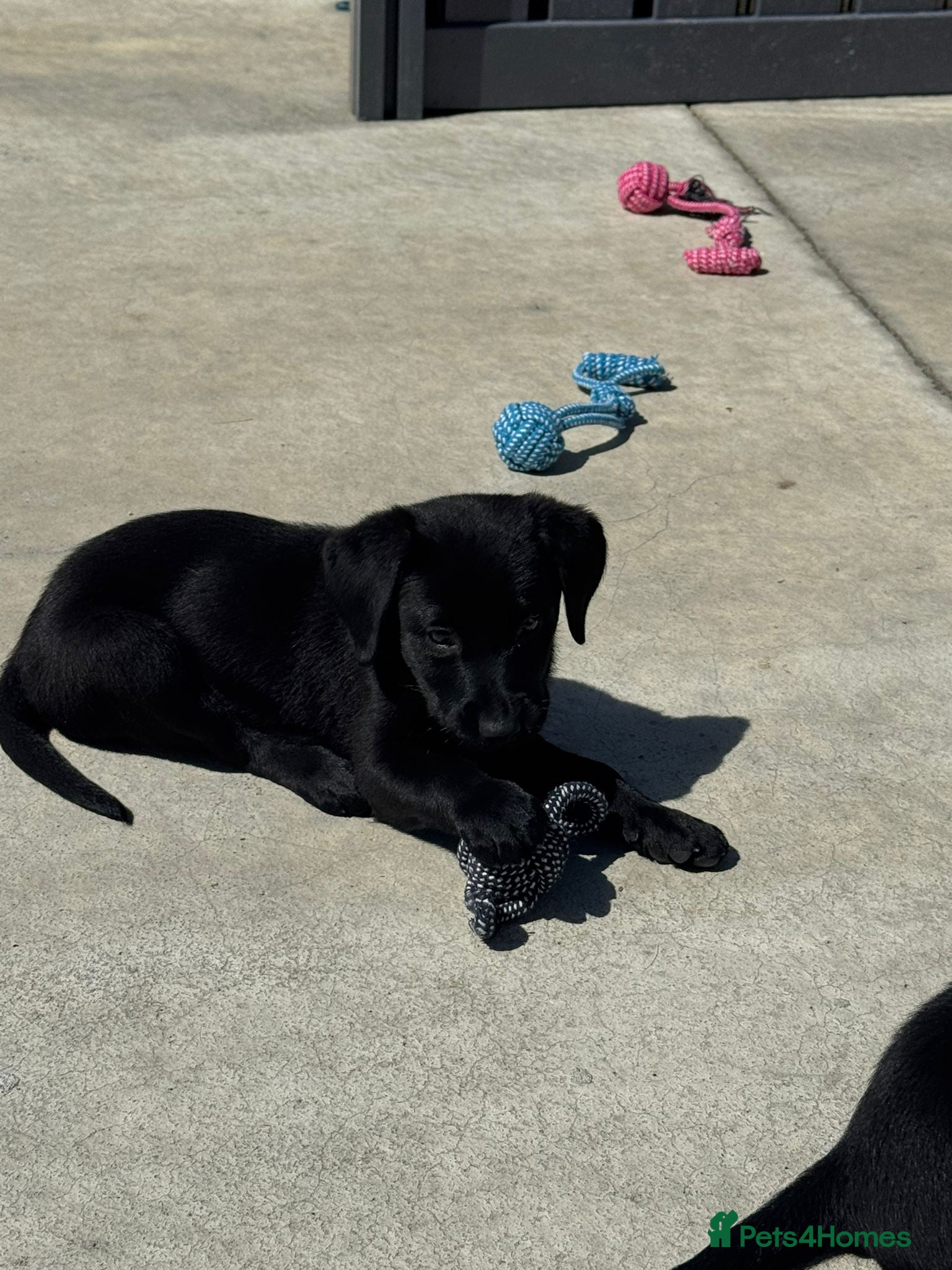 Labrador Retriever dogs CHUNKY Black Labrador KC REG Ready NOW  - Advert 5