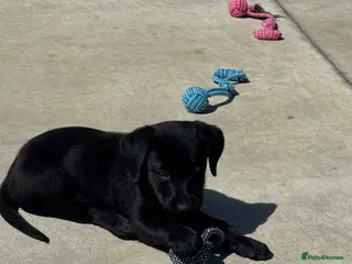 Labrador Retriever dogs CHUNKY Black Labrador KC REG Ready NOW - Advert 5