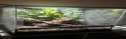Gecko reptiles for sale: Crested Gecko in Hertford - Advert 5