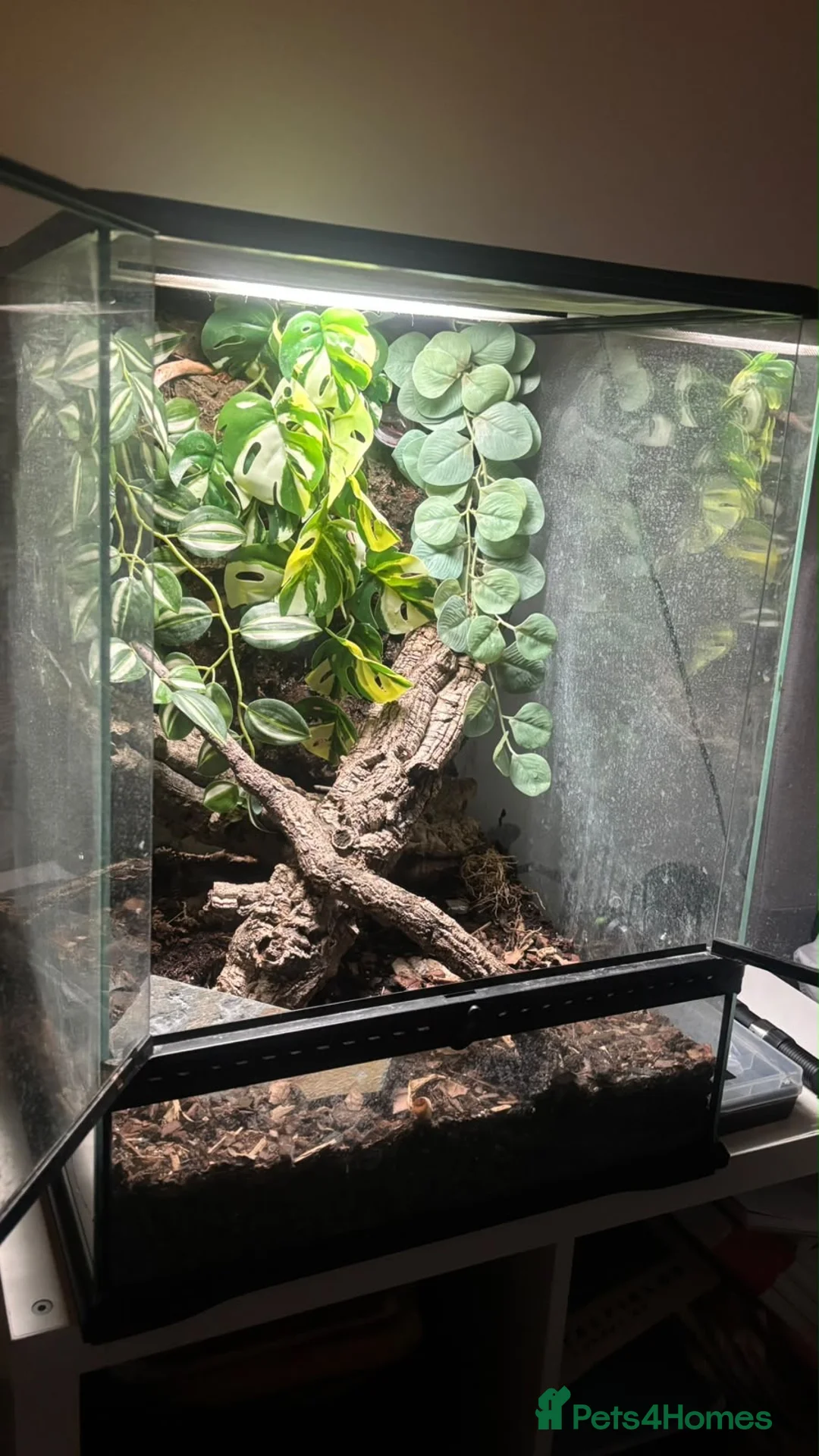 Gecko reptiles for sale: Crested Gecko in Hertford - Advert 5