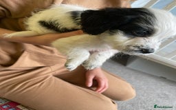 Mixed Breed dogs for sale: Two male cocker spaniel/shih tzu pups - Image 10
