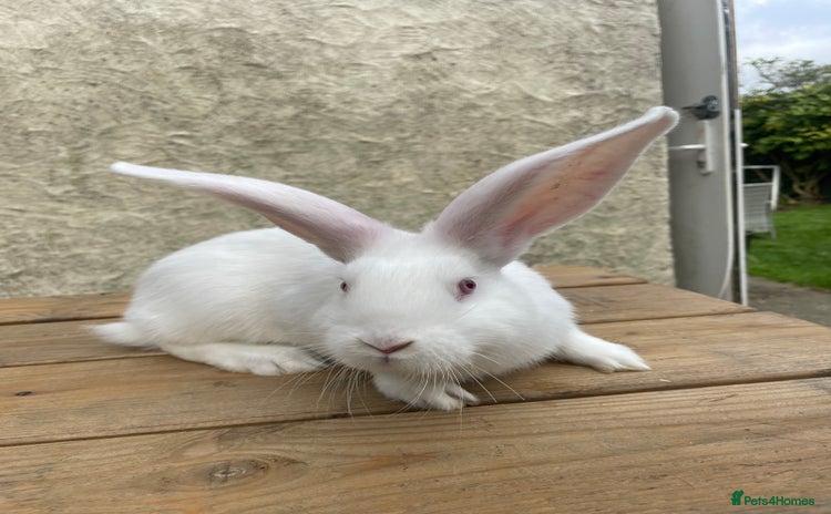Continental Giant rabbits - Advert 3