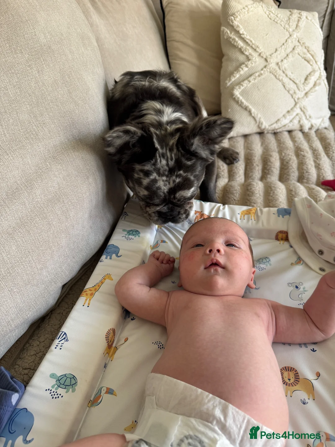 French Bulldog dogs for sale: French bulldog in Preston - Advert 7
