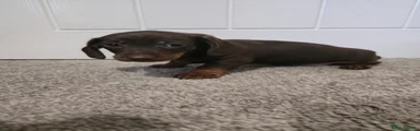 Miniature Dachshund Puppy 3
