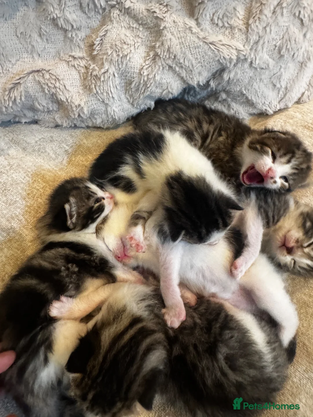 Mixed Breed cats for sale: GORGEOUS TABBY AND WHITE KITTENS - Advert 1