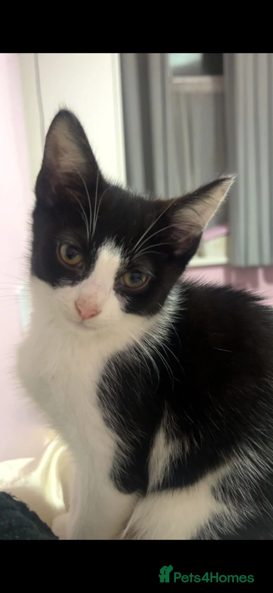 Mixed Breed cats for sale:  **   in Smethwick - Advert 2