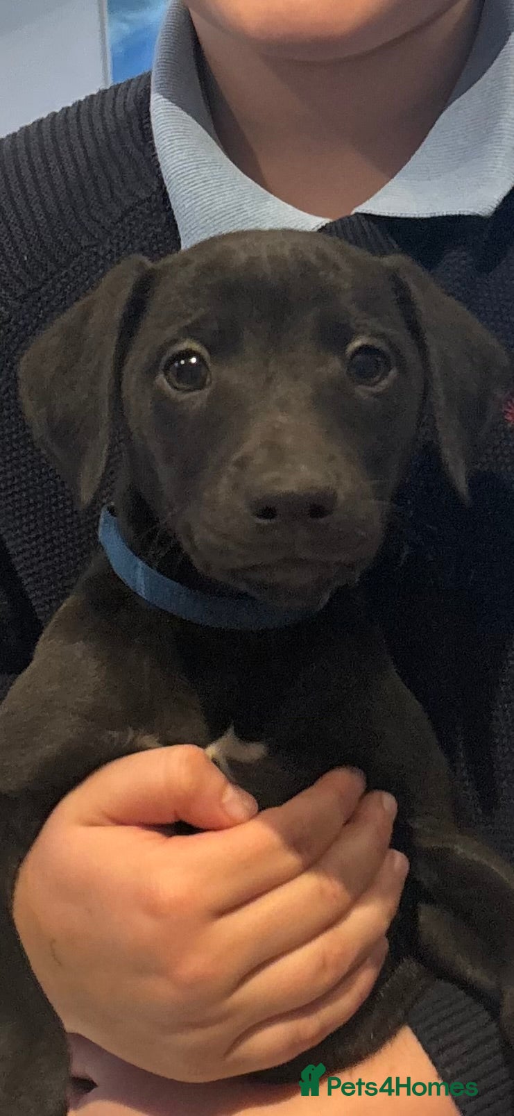 Mixed Breed dogs 3/4 whippet 1/4 Bedlington puppies  - Advert 6