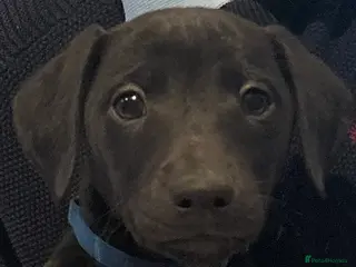 Mixed Breed dogs 3/4 whippet 1/4 Bedlington puppies - Advert 6