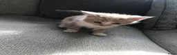 Mixed Breed cats for sale: 4 beautiful kittens  - Advert 1