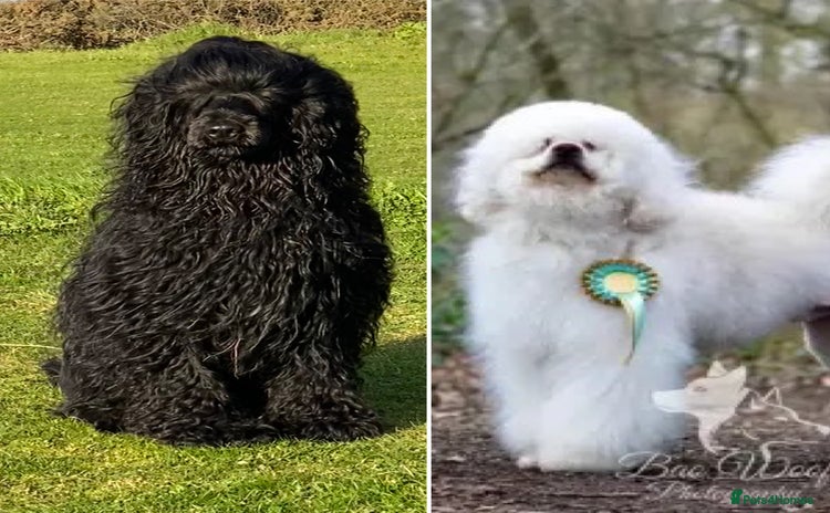 Portuguese Water Dog dogs - Advert 1