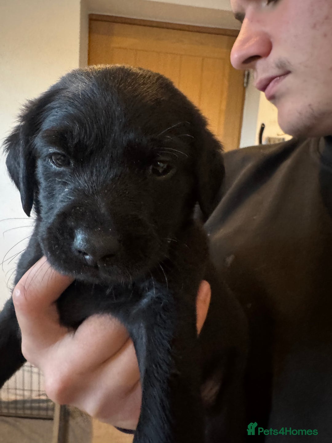 Springador dogs for sale: 4 Male Labrador available - Advert 9