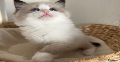Ragdoll cats - Advert 1