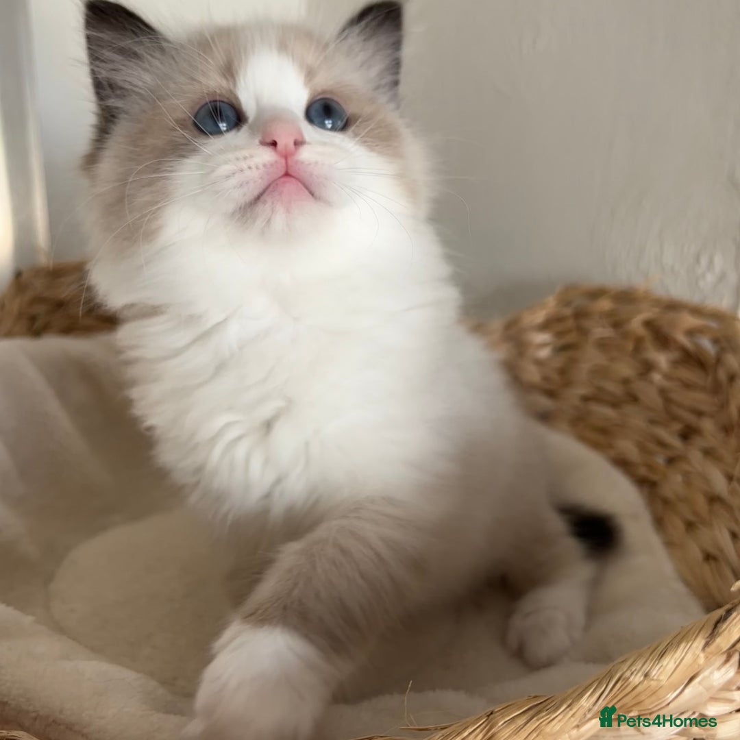 Ragdoll cats for sale: Ragdolls - Image 2