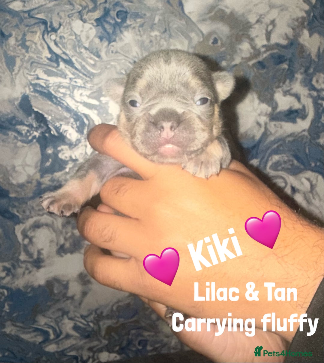 French Bulldog dogs for sale: Fluffy & testable frenchies - Image 7