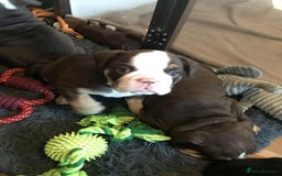Olde English Bulldogge dogs for sale: Olde english bulldogge puppies  - Advert 25