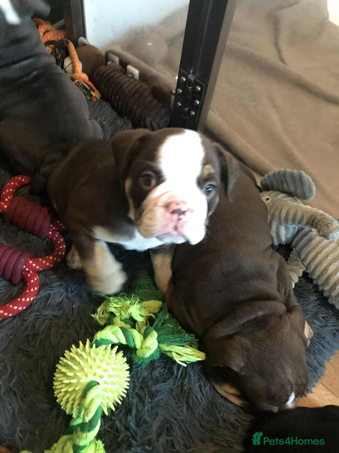 Olde English Bulldogge dogs for sale: Olde english bulldogge puppies  - Advert 25