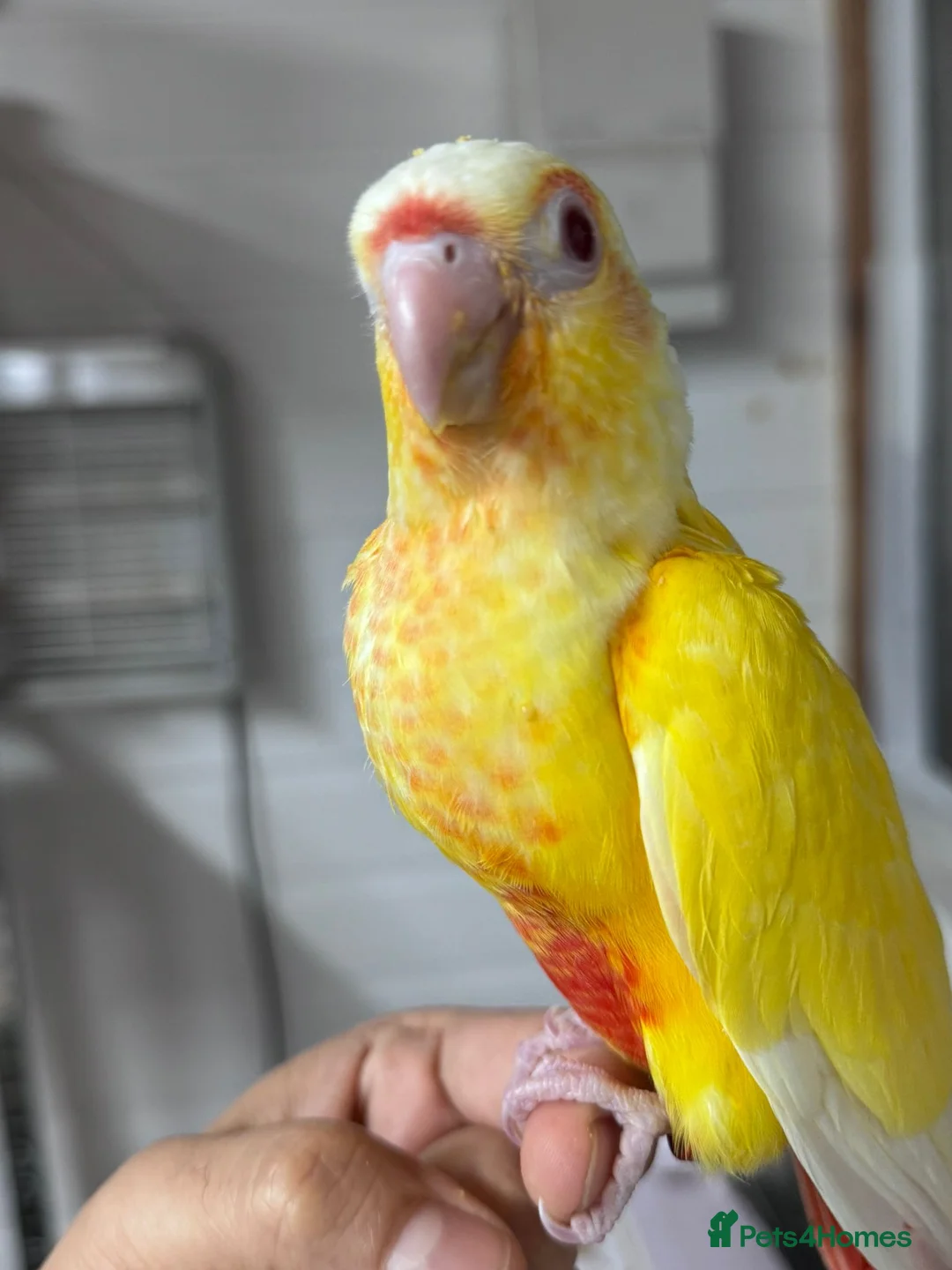Conures birds for sale: Hnd reared tame conure indian ringnck and budgies  - Advert 1