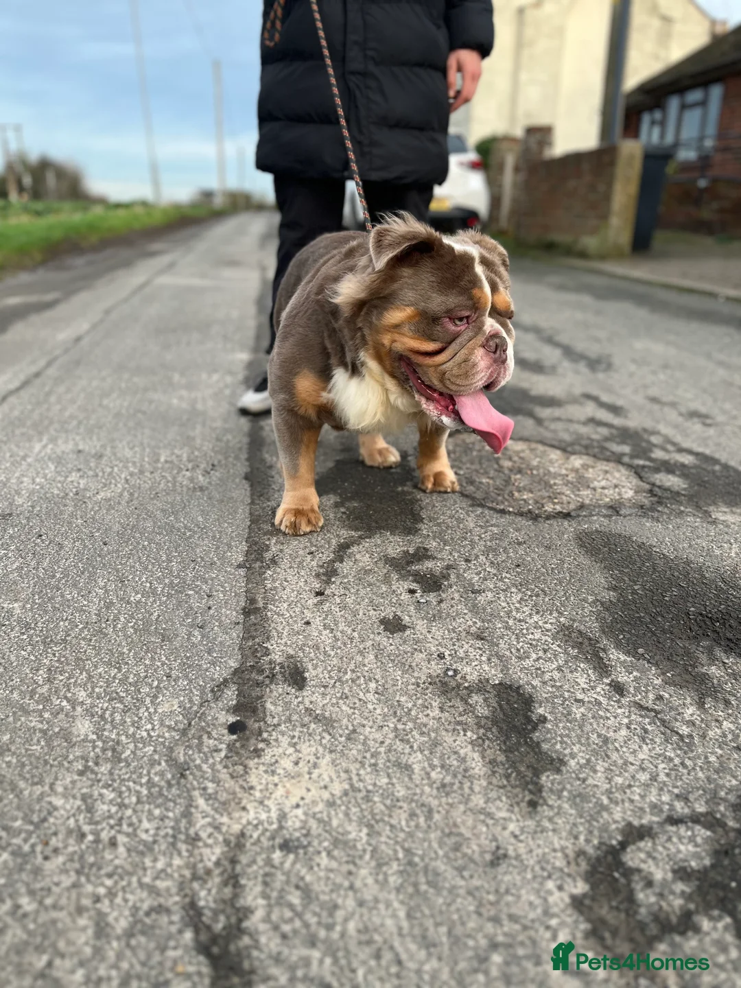 English Bulldog dogs for stud: Fluffy English Bulldog  in Margate - Advert 4