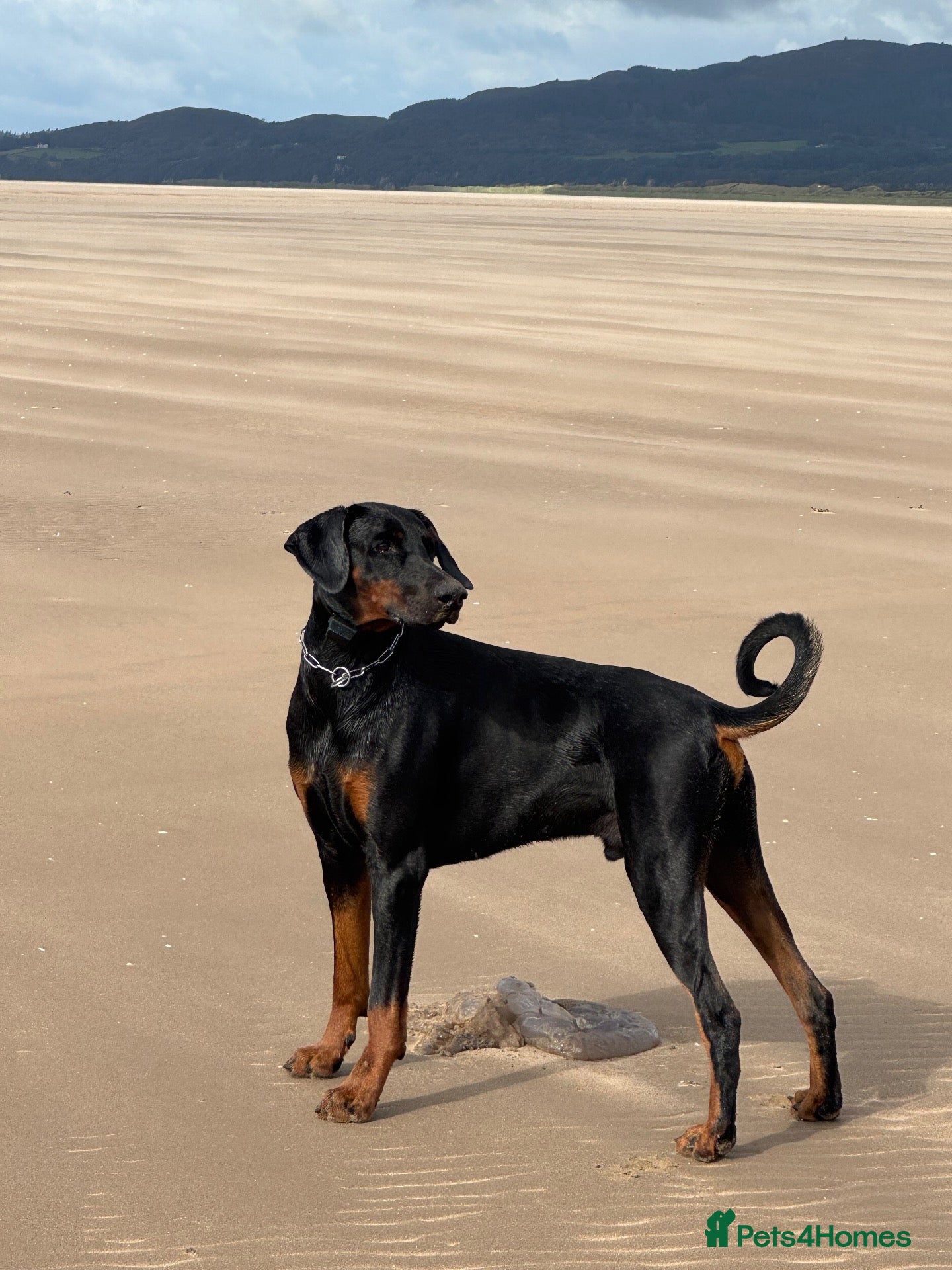 Dobermann dogs New home  - Advert 6