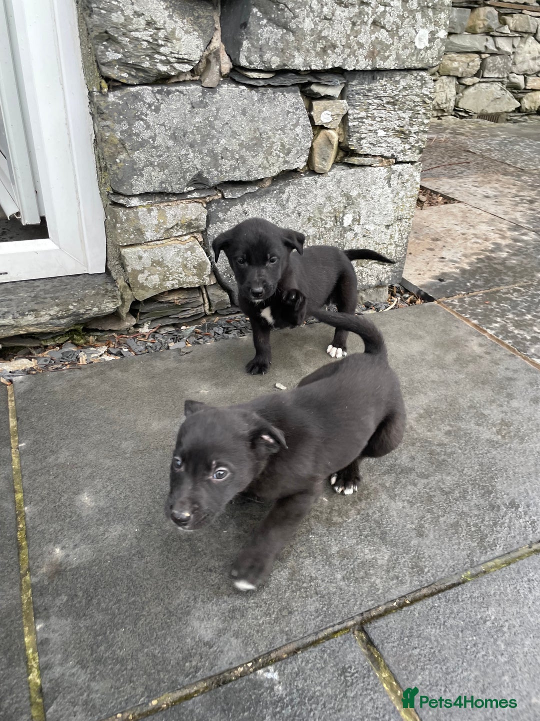 Borador dogs for sale: ⚫️lab x collie puppies ⚪️ - Advert 12
