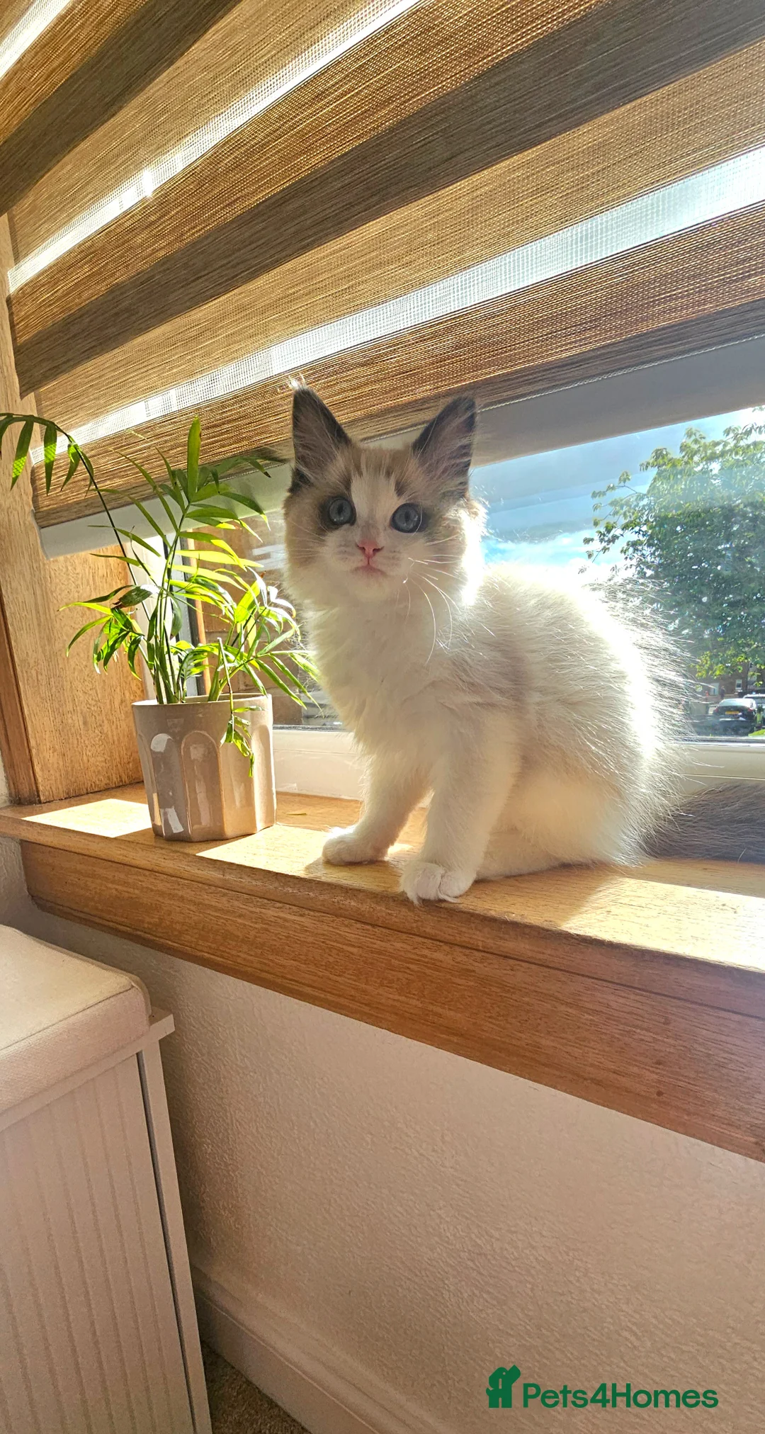 Ragdoll cats for sale: Ragdoll Tica Pedigree kittens - Advert 2