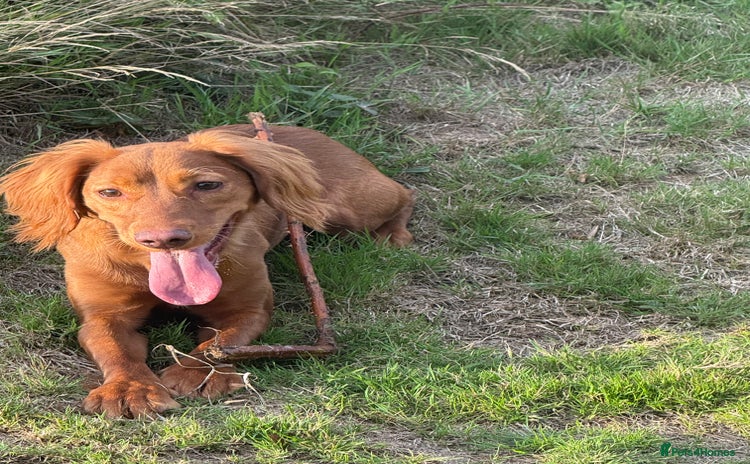Cocker Spaniel dogs - Advert 1