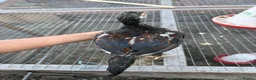 Mixed Breed poultry for sale: BrazillianXGerman O shamo - Advert 26