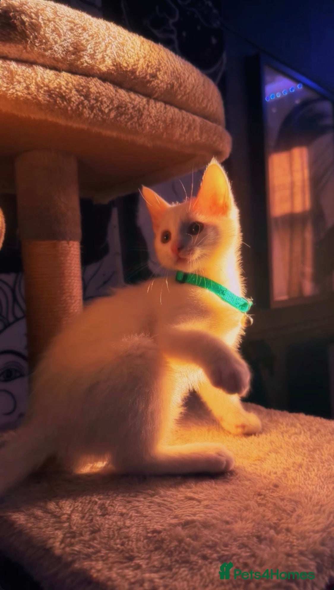 Ragdoll cats Female Ragdoll Kitten - Advert 2