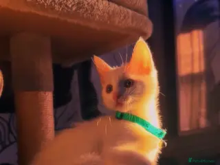 Ragdoll cats Female Ragdoll Kitten - Advert 1