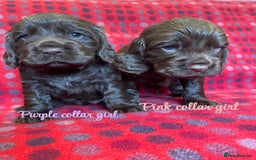 Cocker Spaniel dogs for sale: KC registered working cocker spaniels ready 23/11 - Image 17