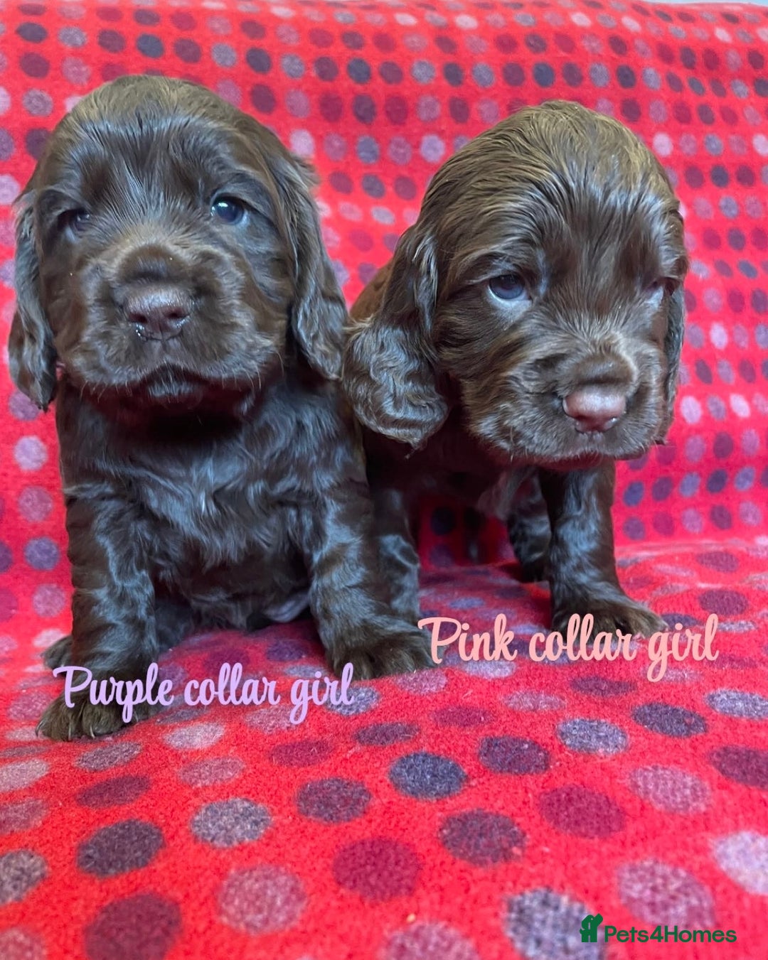 Cocker Spaniel dogs for sale: KC registered working cocker spaniels ready 23/11 - Image 17