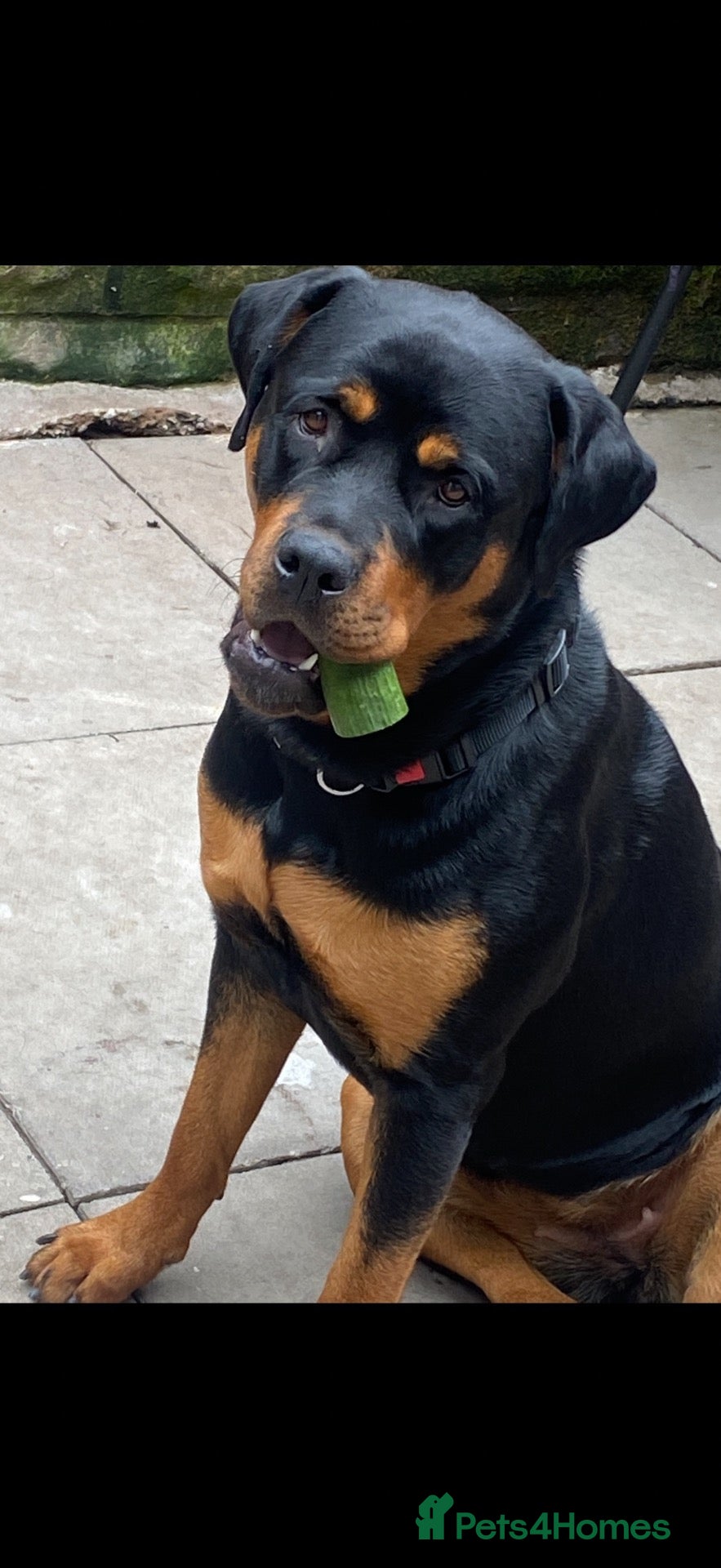 Rottweiler dogs Rottweiler puppies  - Advert 2