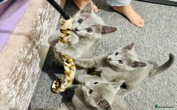 Russian Blue cats for sale: READY TO LEAVE pure pedigree Russian blue kittens! - Image 1