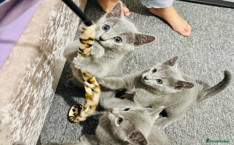 Russian Blue cats - Advert 1