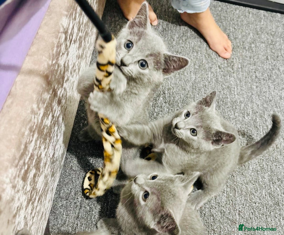 Russian Blue cats for sale: READY TO LEAVE pure pedigree Russian blue kittens! - Image 1