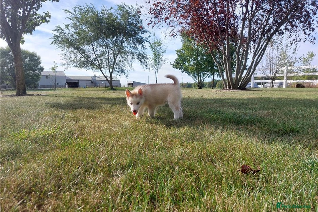 Siberian Husky dogs for sale: Blue Eyes Siberian huskies puppies  - Image 2